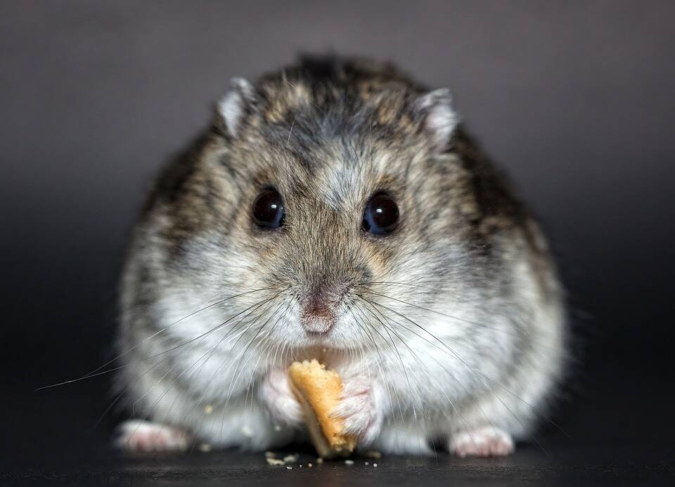 Hamster. Foto: Pixabay