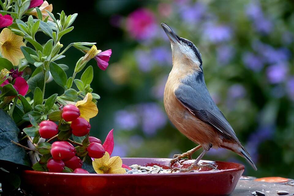 Comedouros do tipo prato são os mais acessíveis para as aves, mas é preciso ter cuidado com o clima e outros animais. Foto: Pixabay