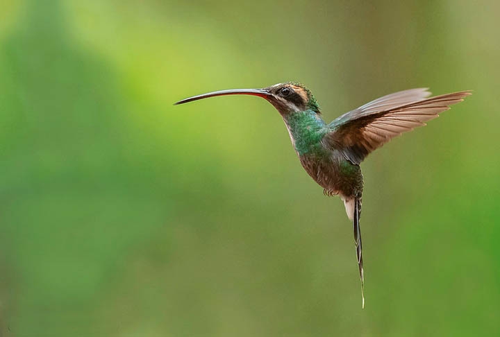 Até por essa razão, os beija-flores nunca foram mantidos como aves cativas pelos seres humanos. Reprodução: Flipar