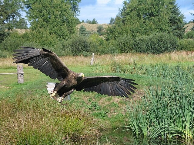 Águia-Rabalva ( Haliaeetus albicilla) - É uma espécie de águia que vive no norte da Europa e da Ásia. É uma ave marinha, que se alimenta principalmente de peixes, aves aquáticas e carniça.  Sua maior população remanescente na Europa encontra-se na região dos fiordes da Noruega. Reprodução: Flipar