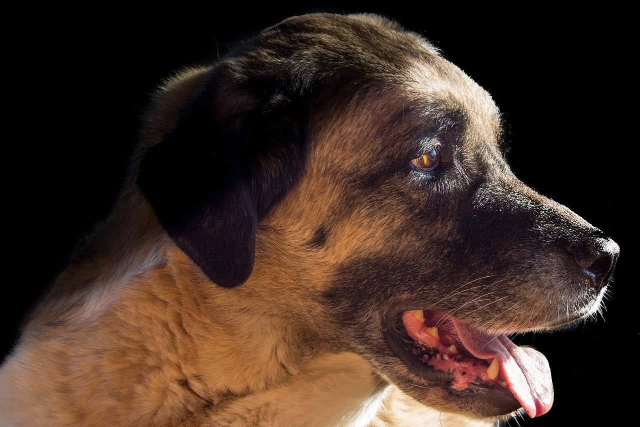Calmo e vigilante, o cão Kangal pode mudar rapidamente para alerta máximo ao menor som e cheiro. Foto: Peter Morth/Pixabay 