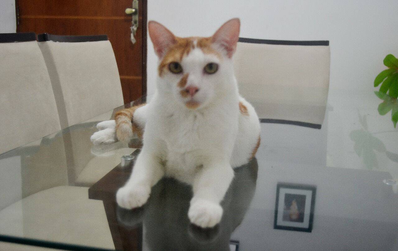 Hank Pudim, o gato todo estiloso na mesa de casa. Que fofo!. Foto: Liliane Layle Silva