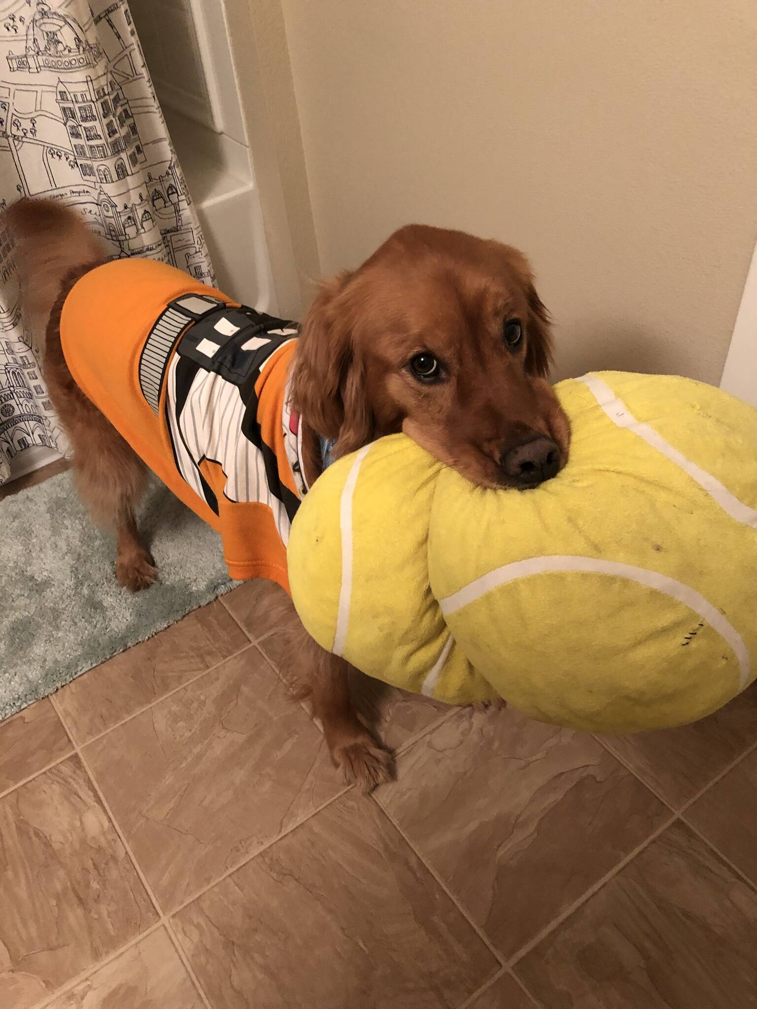 Cão possui coleção de brinquedos. Foto: Cão possui coleção de brinquedos