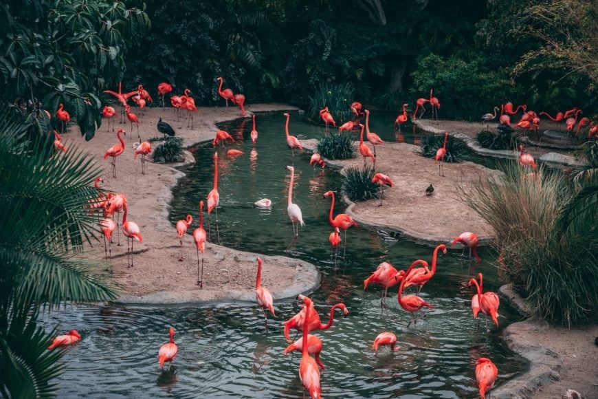 A alta concentração de aves em um único espaço, embora vantajosa em termos de proteção, também aumenta a vulnerabilidade a eventos isolados. Por isso, o monitoramento constante e a gestão cuidadosa dos recintos são fundamentais. Reprodução: Flipar