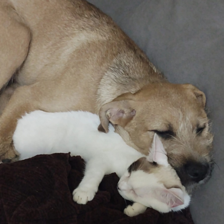 O cão Lucky e o gato Vênus dormindo abraçados.. Foto: Arquivo pessoal