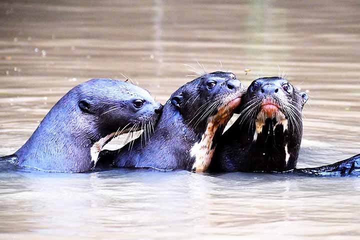 A presença confirmada desse grande mustelídeo revela um avanço importante para a biodiversidade sul-americana, já que sua atuação como predador ajuda a restabelecer o equilíbrio natural dos pântanos. Reprodução: Flipar