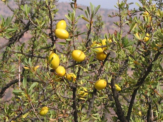 Óleo de argan – Extraído das nozes da árvore de argan, é rico em ácidos graxos e vitamina E. Usado principalmente em shampoos, condicionadores e óleos capilares Reprodução: Flipar