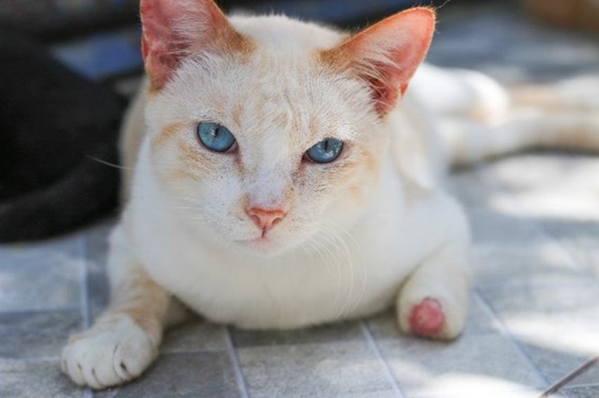 Weliington é um gatinho engraçadinho que ama brincar.