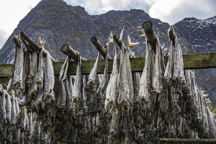 Historicamente, o bacalhau ganhou popularidade devido à sua facilidade de conservação quando salgado e seco, um método usado desde a época dos vikings e consolidado pela indústria pesqueira ao longo dos séculos. Reprodução: Flipar