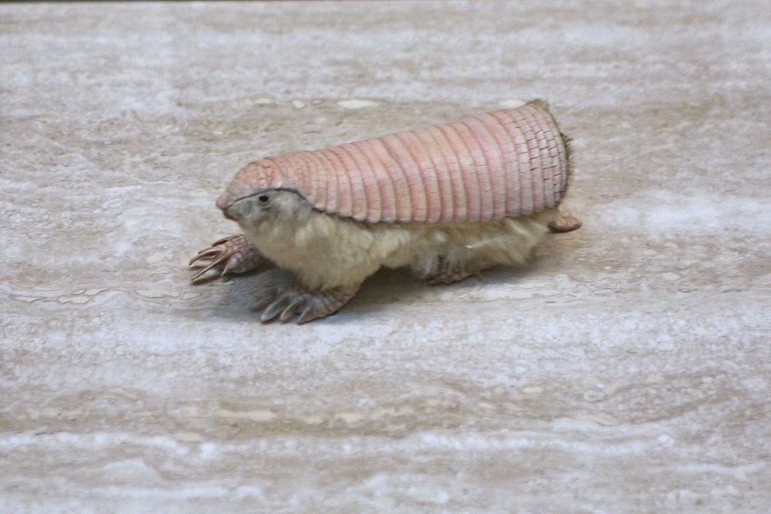 Pichiciego menor - Menor tatu do mundo, com comprimento do focinho ao ventre variando de 84 mm a 117 mm e uma cauda medindo entre 27 mm e 35 mm. Uma das mais raras espécies de mamíferos da América do Sul. Habita planícies da Argentina. Reprodução: Flipar