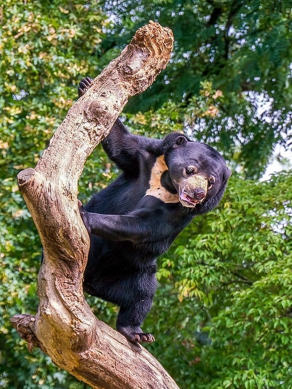 Conhecido também como urso-do-sol ou urso-dos-coqueiros, essa espécie é nativa do sudeste asiático e mede apenas entre 1,20 e 1,50 metro na vida adulta.  Reprodução: Flipar