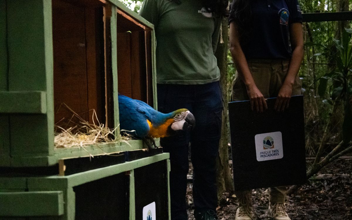 Araras-canindés voltam à Floresta da Tijuca após dois séculos de extinção. Foto: Divulgação/Flavia Zagury