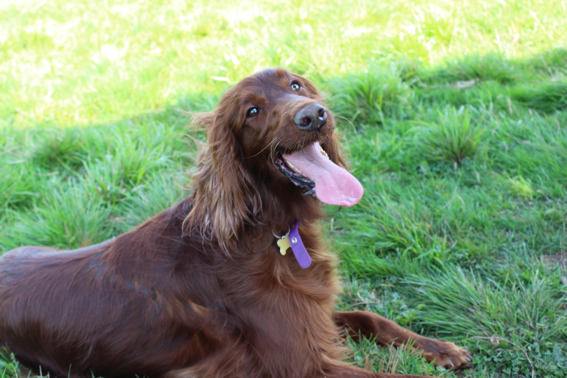 Setter Irlandês. Foto: Adam Wheater/Unsplash