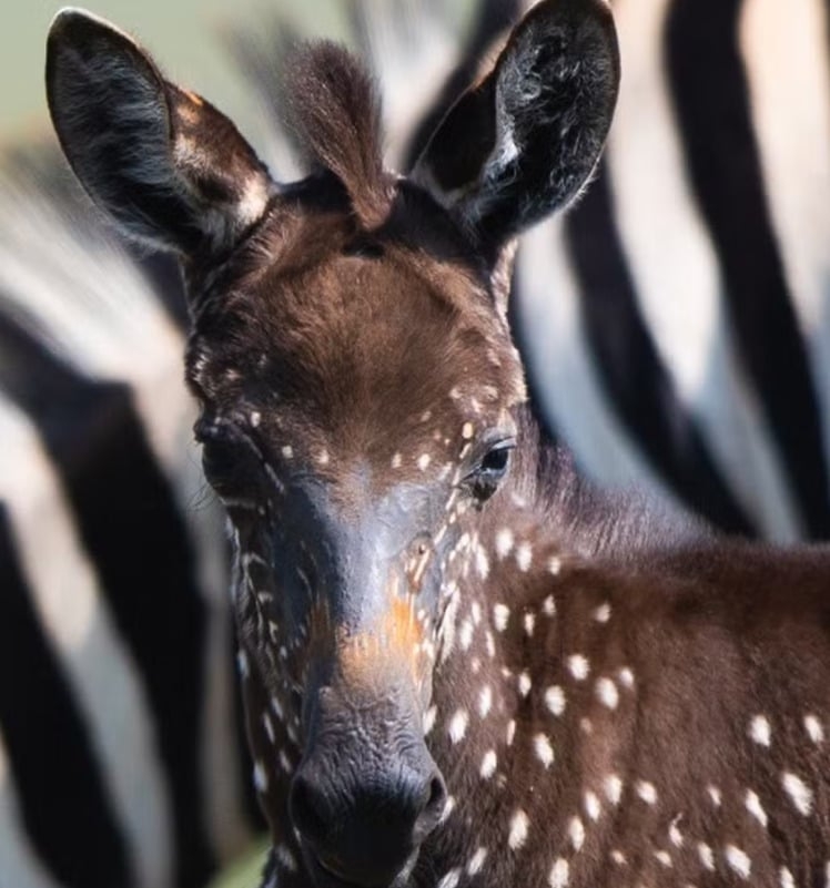 Especialistas explicaram que a zebra - um filhote - tem uma condição genética rara chamada pseudomelanismo, mutação que causa padrão anormal em sua pelagem.  Reprodução: Flipar