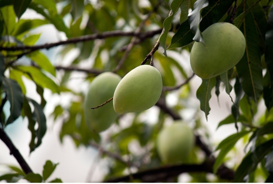 Em algumas culturas, a manga é associada à fertilidade, amor e prazer. Nesse sentido, é uma fruta muito popular no Brasil, com produção relevante e diversos usos na culinária.
 Reprodução: Flipar