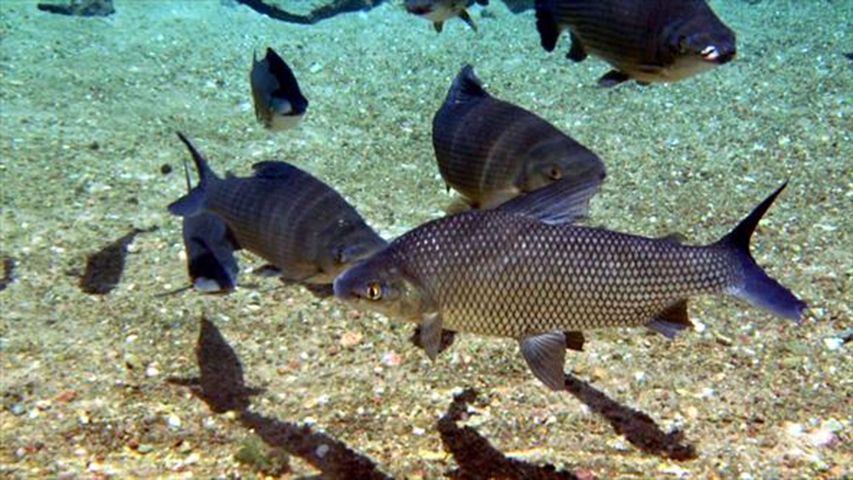 Curimatã - É um dos peixes mais comuns para refeição no Brasil. Mas a pesca de rede faz com que esse animal de água doce corra risco de extinção.   Reprodução: Flipar