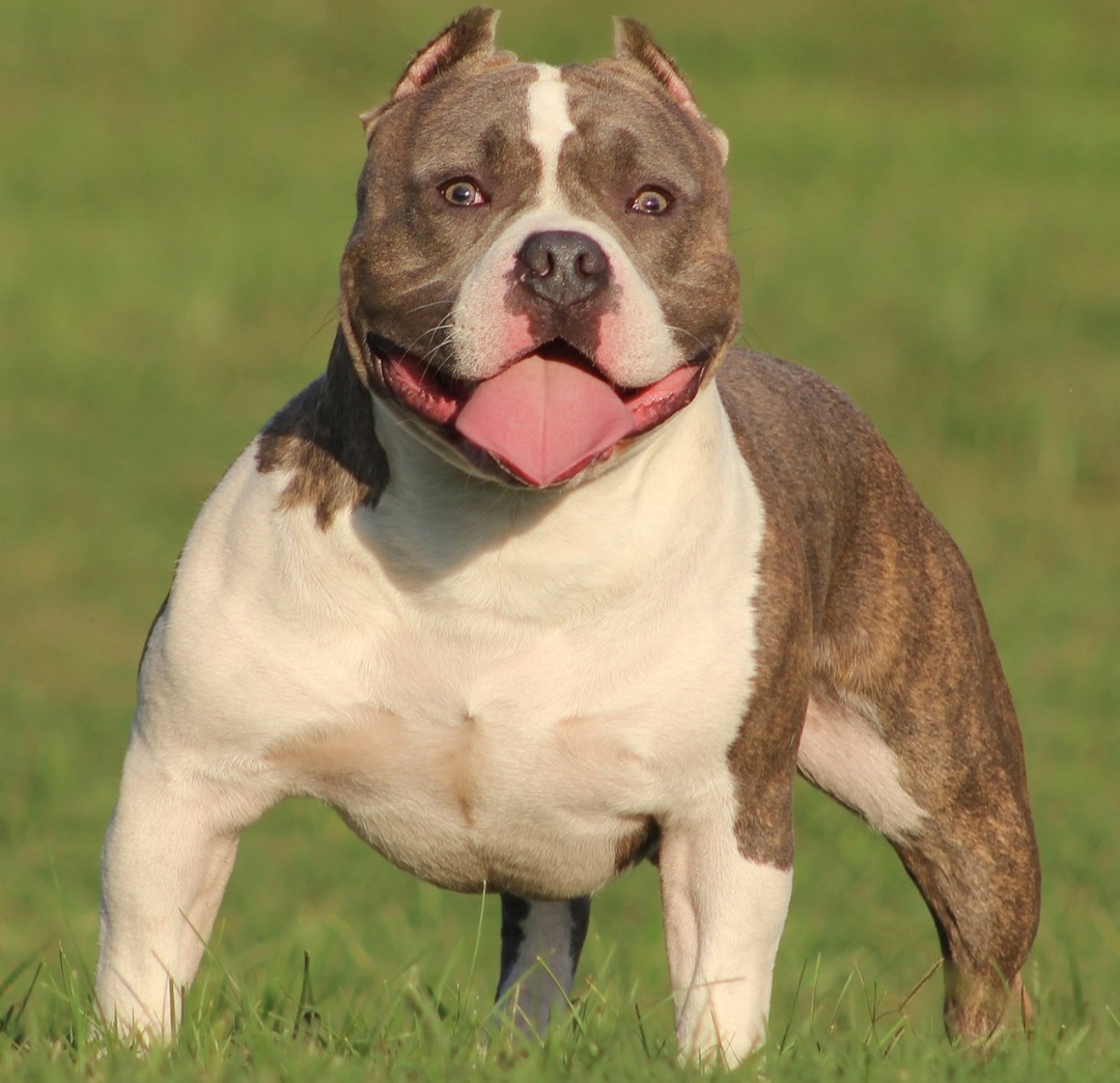 A Inglaterra e o País de Gales proibiram que as pessoas tenham cães da raça American Bully XL (uma espécie de pitbull grande) sem certificado de registro. A imposição se deve aos sucessivos ataques que pcorreram nos dois países. Reprodução: Flipar