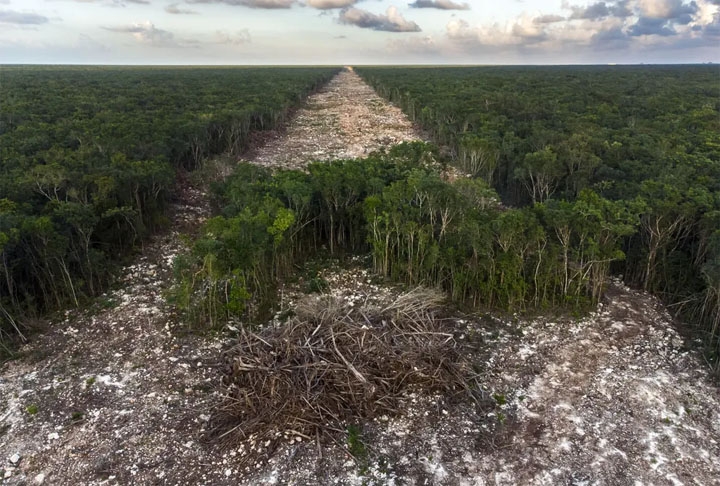 Categoria “Fotojornalismo” - Em Paamul, no México, o fotógrafo Fernando Constantino Martínez mostrou uma floresta que foi devastada para abrir caminho para uma ferrovia turística.