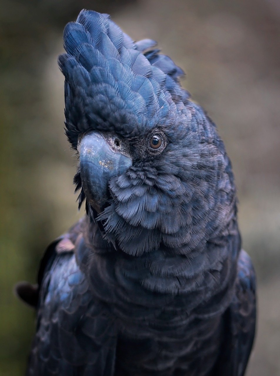 O bico termina em um gancho pontudo, que a cacatua utiliza para se alimentar e para escalar. A língua é grossa e áspera. Além disso, elas são quase exclusivamente canhotas, assim como a maioria dos papagaios.  Reprodução: Flipar
