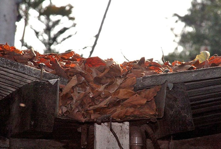 Se a drenagem da casa não estiver funcionando da forma correta, com as calhas cheias de detritos, a tendência é que se formem poças de água e um ambiente úmido, propício para virar um cartão de visitas para o cupim. Por isso, a limpeza das calhas é fundamental.  Reprodução: Flipar