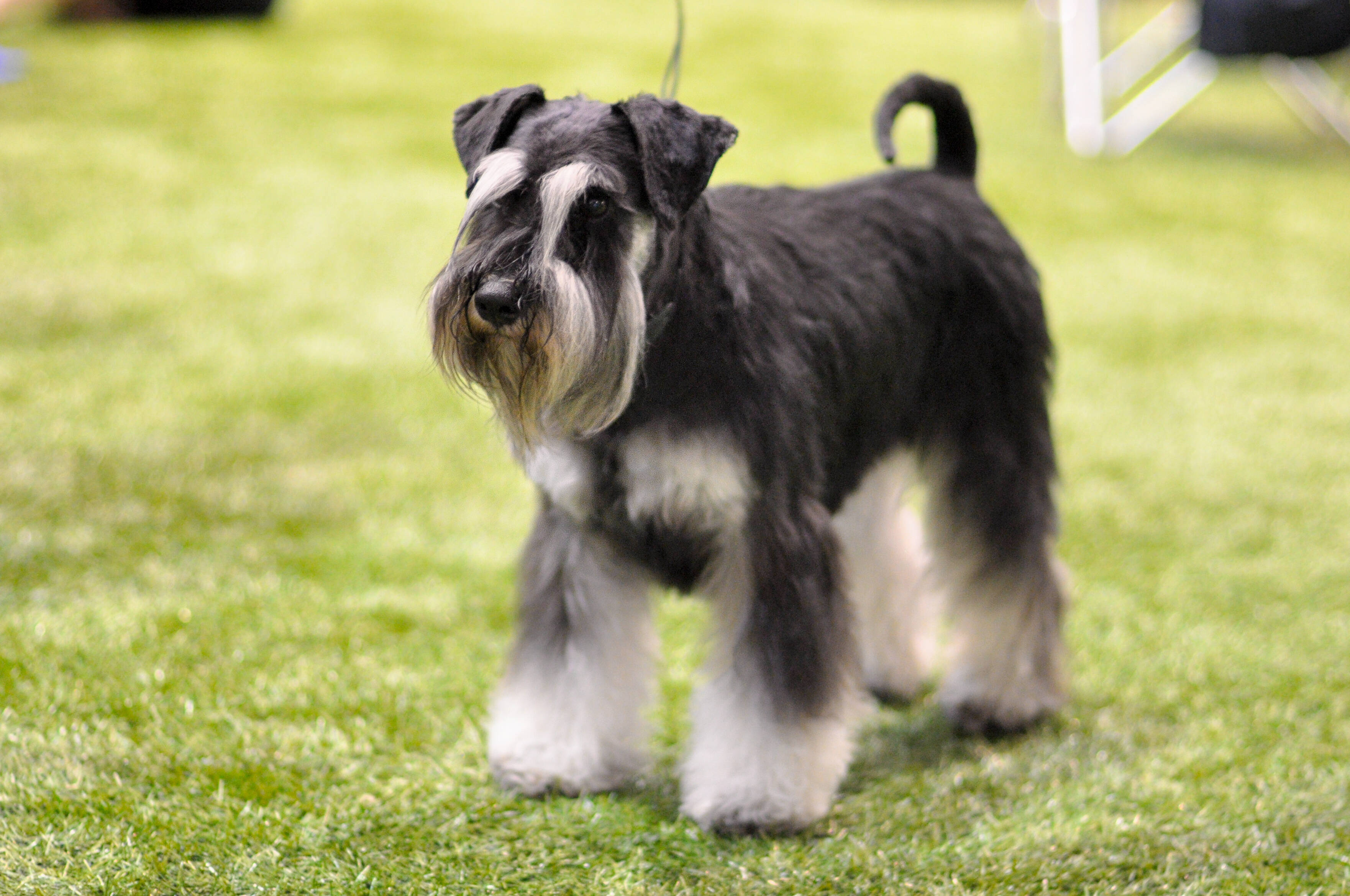 O Schnauzer Miniatura é ativo durante toda a vida. Foto: shutterstock 