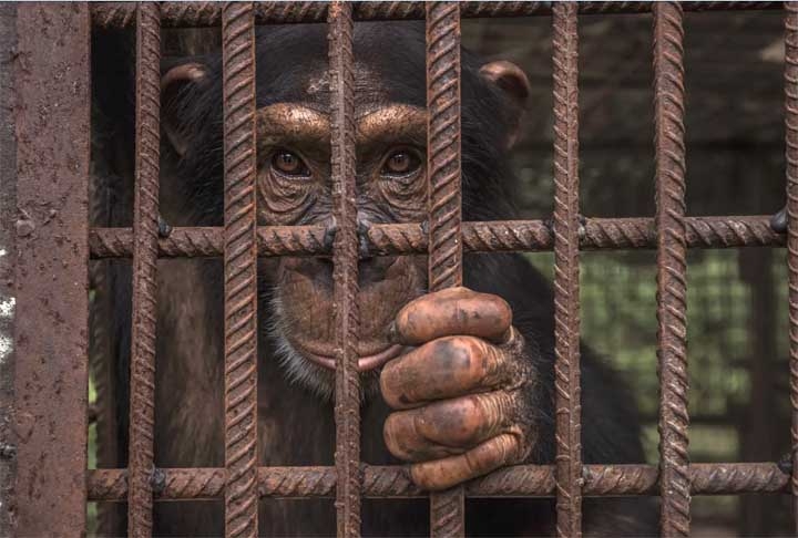 Centro de Conservação de Chimpanzés, República da Guiné. Reprodução: Flipar