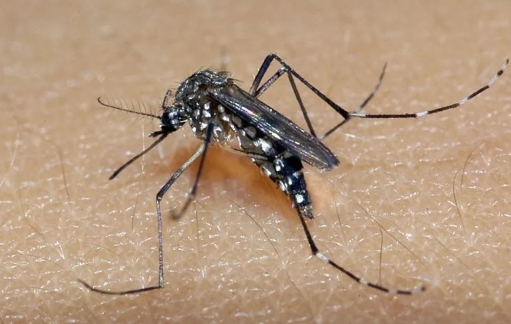 O alerta sobre a dengue está ligado no Brasil. O número de casos não para de aumentar. E já é mais do que o triplo do total registrado no ano inteiro de 2023.  Reprodução: Flipar