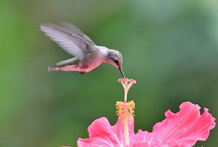 Capazes de bater as asas 200 vezes por segundo, os beija-flores também conseguem voar para trás ou ficar parados no ar e atingir velocidades de 70 km/h a até 130 km/h durante a época de reprodução. Reprodução: Flipar