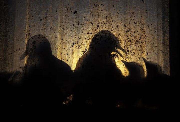 Categoria “Vida Selvagem Urbana” - De dentro de uma fábrica na Noruega, o fotógrafo Knut-Sverre Horn fez esse registro da silhueta de gaivotas cuidando de seus filhotes no parapeito de uma janela.