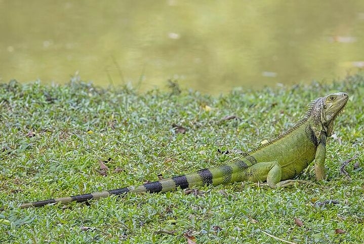 Com isso, o governo taiwanês oferece cerca de R$ 90 por animal abatido e incentiva a população a identificar locais de reprodução, especialmente nos meses de maio e junho, período em que filhotes são mais vulneráveis.  Reprodução: Flipar