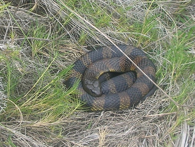 Serpente Tigre - Espécie endêmica da Austrália e Tasmânia. Seu veneno costuma matar a vítima de 6 a 24 horas.  Pode medir até 2m e se alimenta de peixes e lagartos. Reprodução: Flipar