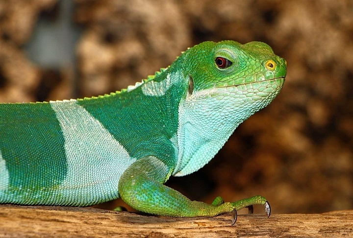 Entre as espécies mais conhecidas estão a iguana-de-crista-de-fiji (Brachylophus vitiensis) e a iguana-de-bandas-de-fiji (Brachylophus fasciatus). Reprodução: Flipar