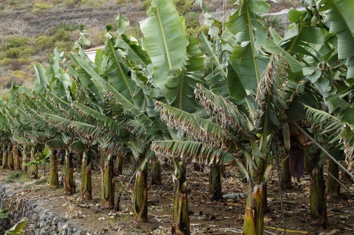 Nos anos 1950, a Gros Michel foi dizimada por uma doença causada pelo fungo Fusarium oxysporum raça 1, que impede o transporte de água e nutrientes na planta. Reprodução: Flipar