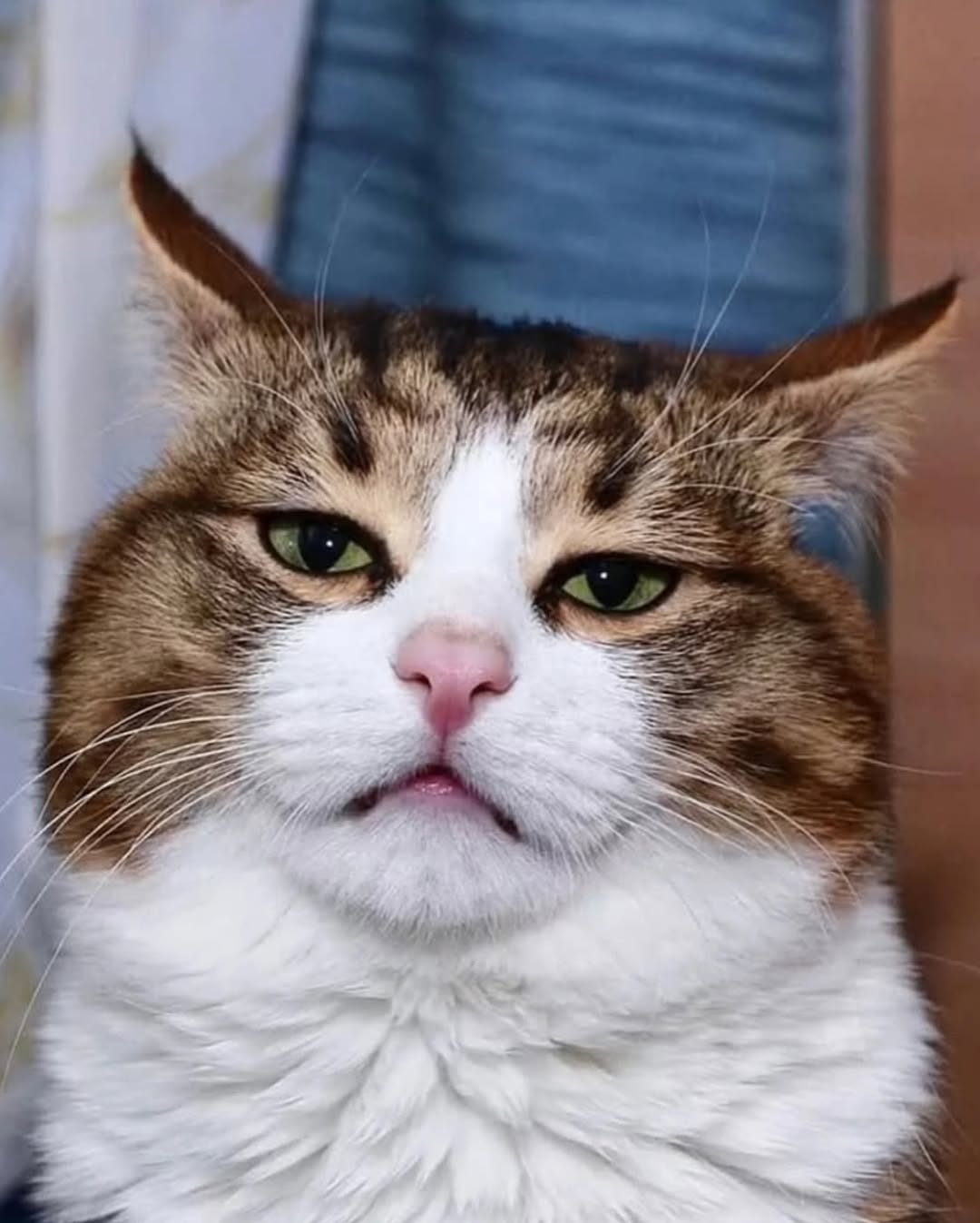 Rexie. Foto: Reprodução Instagram @viralizou| @rexiecat