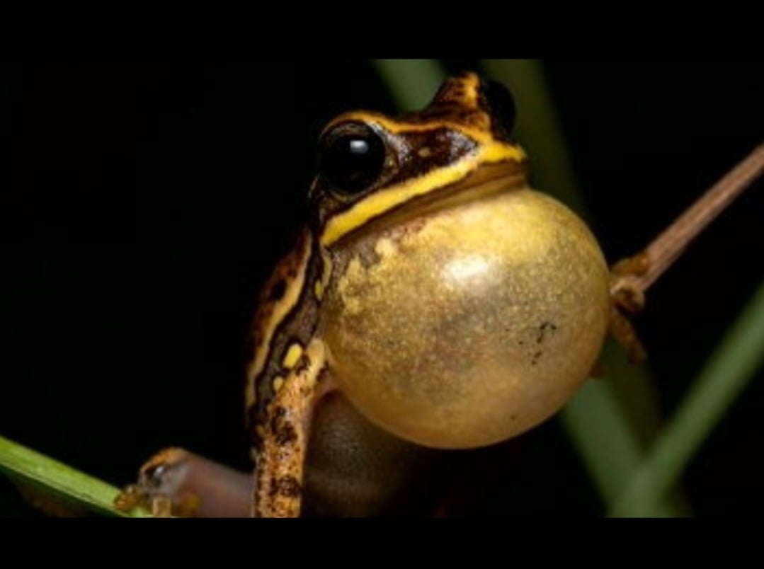 O sapo incha o papo e canta para acasalar, marcar território ou quando está sendo presa de outro animal. Para cada caso, o canto é diferente. Reprodução: Flipar