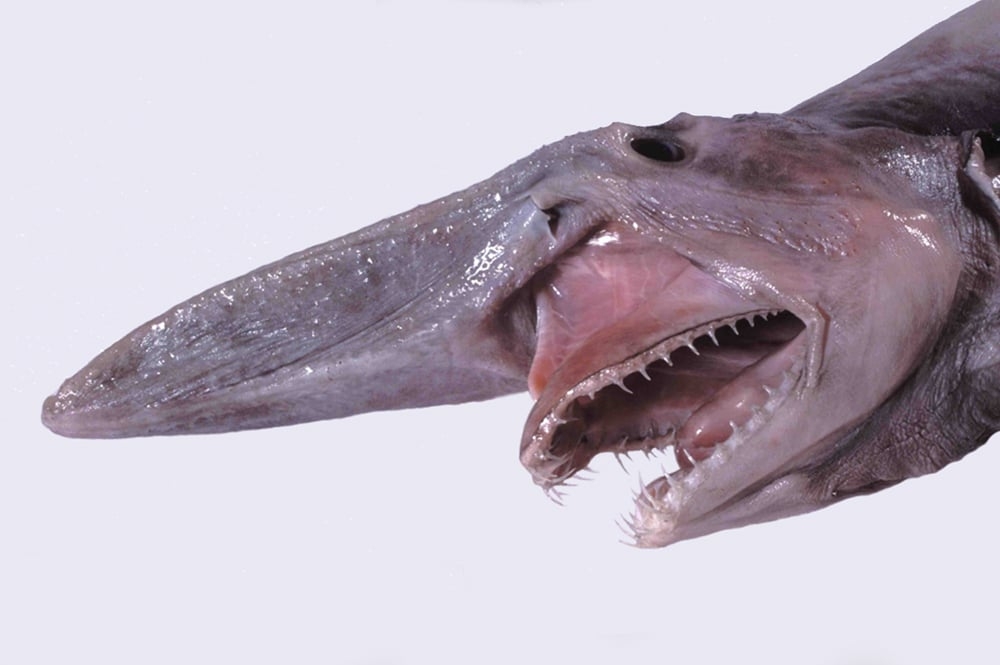 O tubarão-duende, com seu focinho alongado e dentes visíveis mesmo de boca fechada, é encontrado nas profundezas dos oceanos Atlântico, Pacífico e Índico. Reprodução: Flipar
