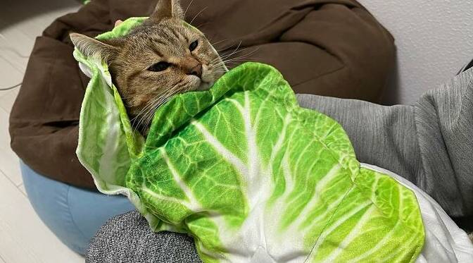 A gata também viralizou com foto de coberta de alface. Foto: Twitter/Reprodução