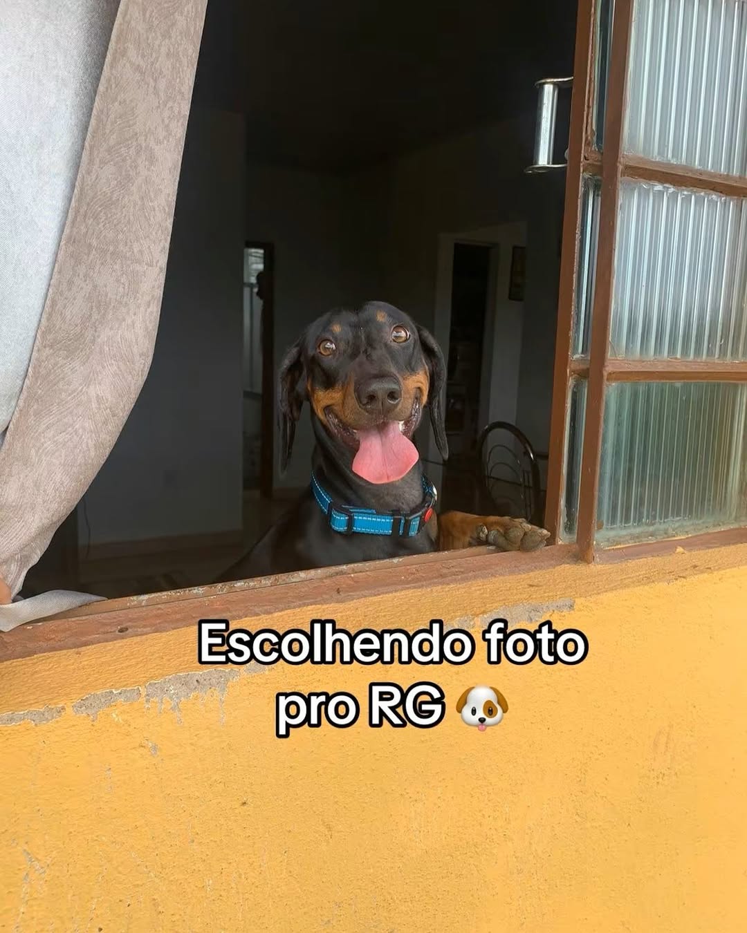 Cão viraliza por álbum de fotos para o RG. Foto: Reprodução Instagram - @torresmo.jose