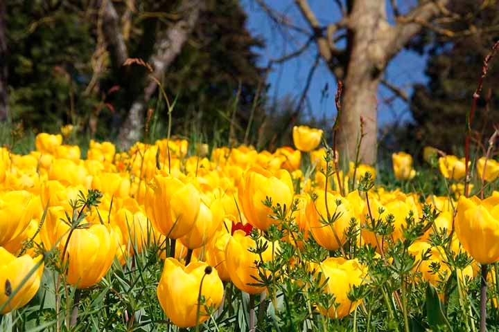 A tulipa amarela, por outro lado, é  frequentemente associada à alegria, amizade, otimismo e boa sorte. Reprodução: Flipar
