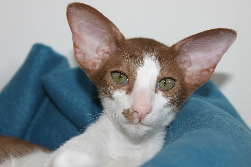 Oriental Shorthair. Foto: Tania Van den Berghen/Pixabay