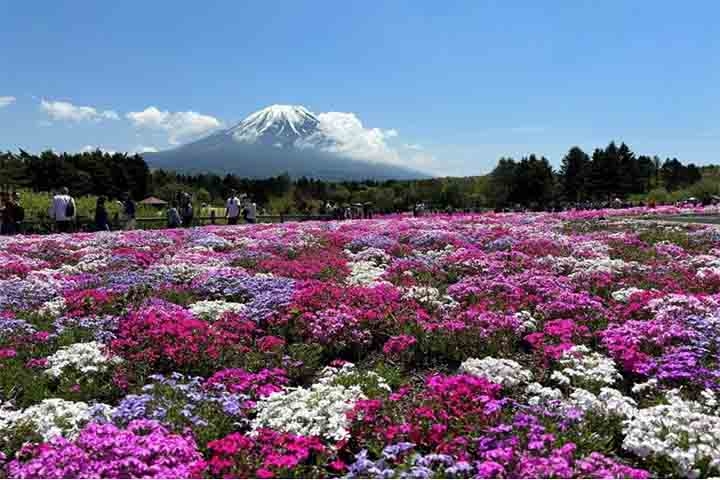 Também há tulipas, narcisos, e outras flores sazonais que complementam o belo cenário durante um festival que atrai muitos visitantes. Reprodução: Flipar