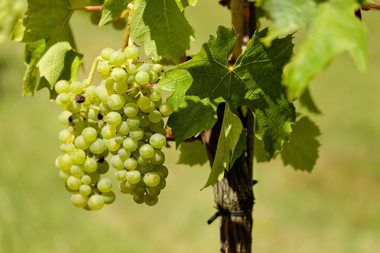 A reforma prevê a criação de um espaço na cobertura do terminal para o cultivo de uvas destinadas à produção de vinho. Reprodução: Flipar