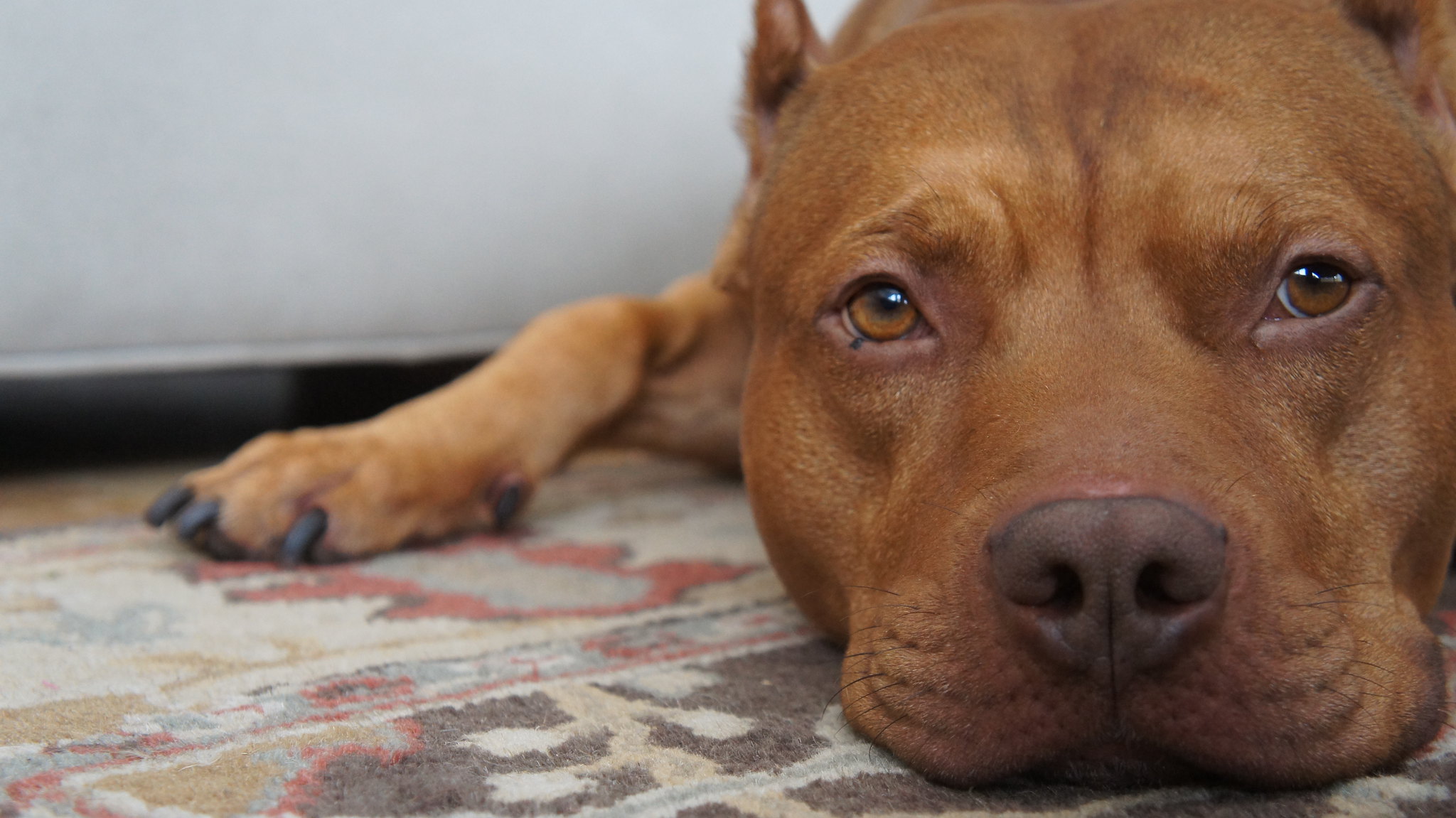 Cão da raça pitbull . Foto: Reprodução/Flickr - 21.06.2022