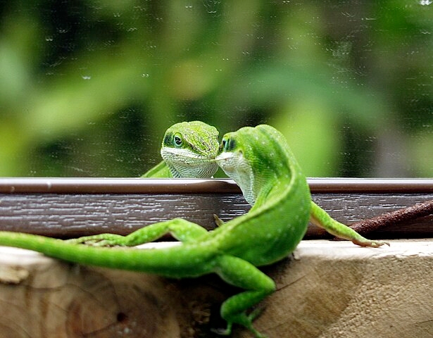 Embora seja pequeno e bonito, o anolis-verde é mais ornamental do que “domesticável.” Ele pode ser mantido em cativeiro, mas requer cuidados com a umidade e temperatura, além de ser um animal que não gosta de muito manuseio, preferindo observar seu ambiente do que interagir. Reprodução: Flipar