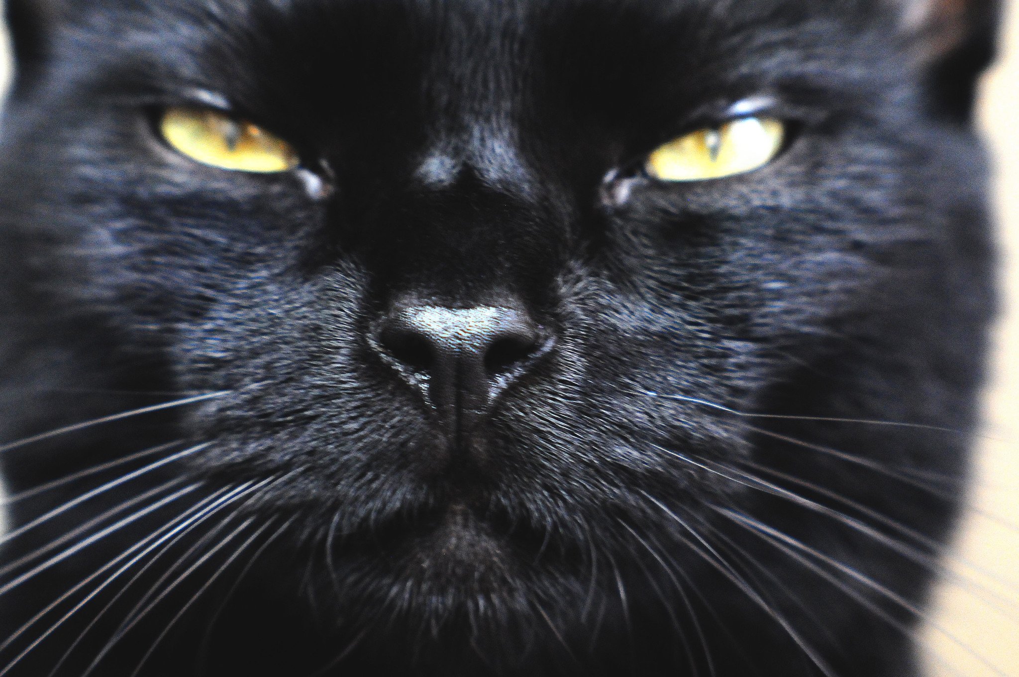 O gato Bombaim só é encontrado na cor preta, sendo semelhante a uma pequena pantera. Foto: Teakwood/Flickr