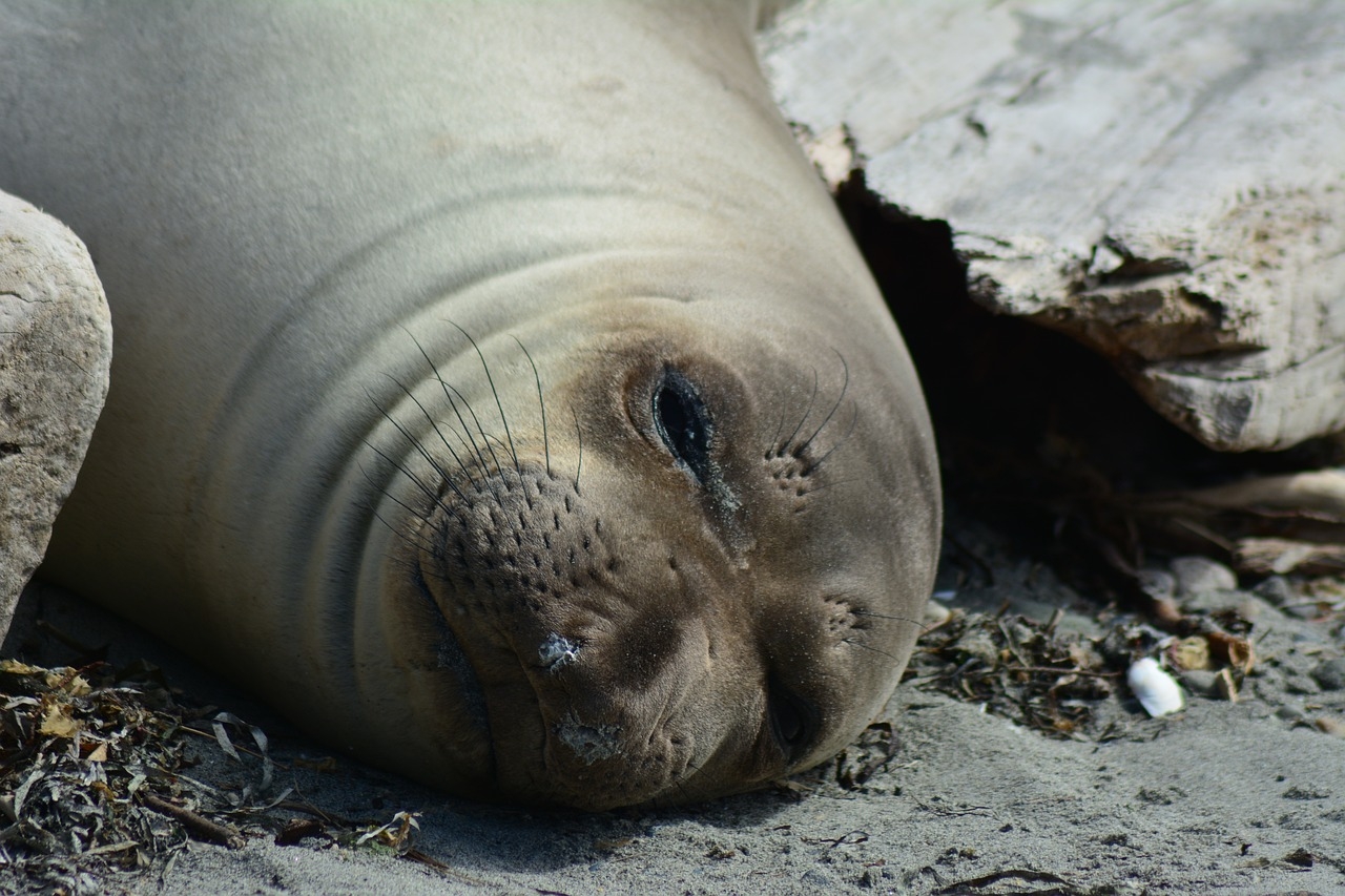 O elefante-marinho (Mirounga) é um gênero de mamífero carnívoro pinípede (membros inferiores com nadadeiras e dedos compridos, unidos por membranas),focídeo (mesmo grupo das focas), perfeitamente adaptado à vida aquática. Reprodução: Flipar
