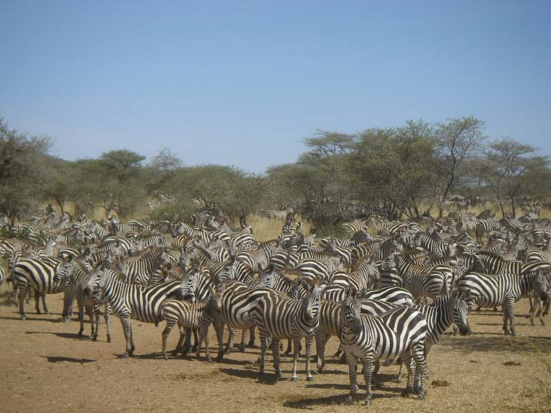 Nativas da África do Sul e Central, as zebras habitam as savanas. Mas podem ser vistas  em zoológicos do mundo inteiro. E sempre chamam atenção pela beleza da pele. São uma sensação entre as crianças.  Reprodução: Flipar