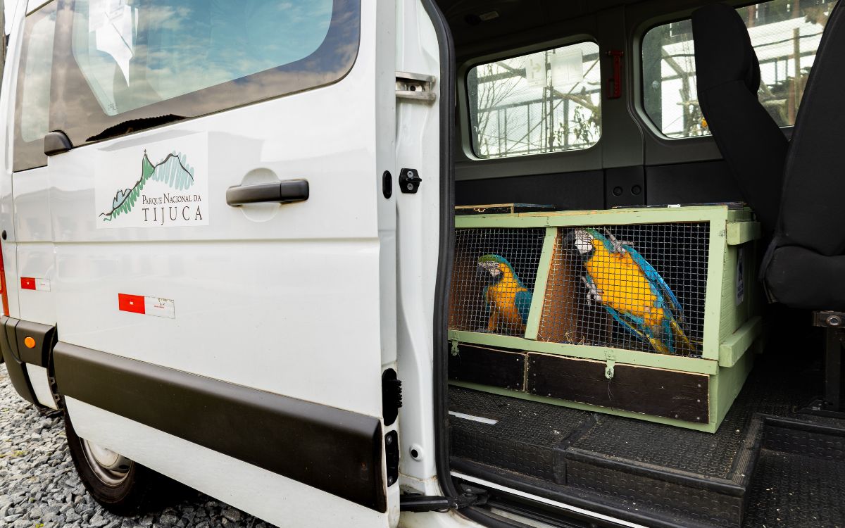 Araras-canindés voltam à Floresta da Tijuca após dois séculos de extinção. Foto: Divulgação/Flavia Zagury