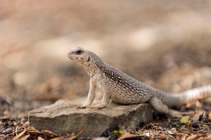 À CNN, o Dr. Simon Scarpetta, professor assistente na Universidade de São Francisco e principal autor do estudo, disse que as iguanas de Fiji são parentes próximas do Dipsosaurus, uma espécie que vive no deserto do sudoeste dos Estados Unidos. Reprodução: Flipar