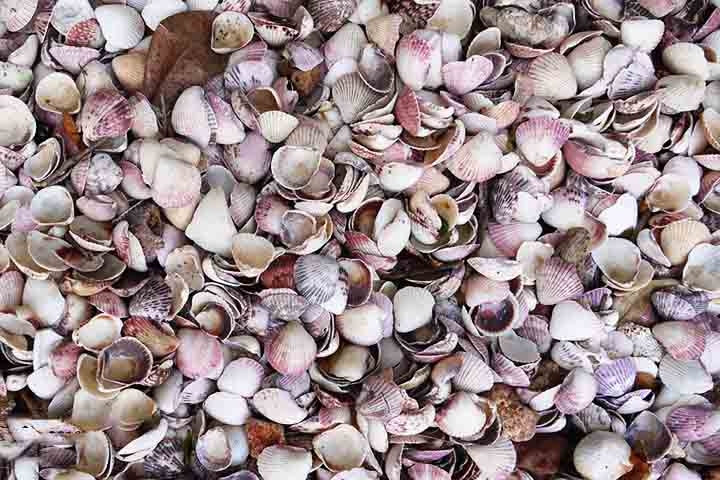 Elas podem abrigar algas e caranguejos-ermitões e atuar como substrato para plantas marinhas. Além de promover a estabilidade do ambiente marinho e servir como material para construção de ninhos de aves.
 Reprodução: Flipar